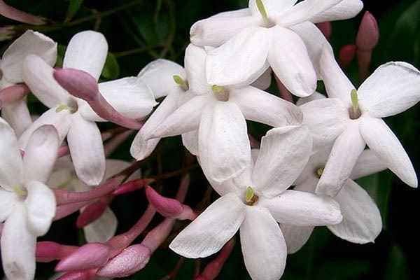 گل یاسمن ایران گرولایت